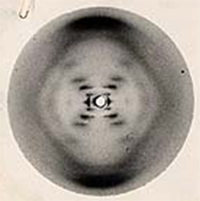 Diagrama de difracción de una fibra de ADN, obtenido por Rosalind Franklin Diagrama de difracción de una fibra de ADN, obtenido por Rosalind Franklin
