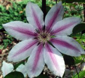 Flor con un eje de rotación de orden 8