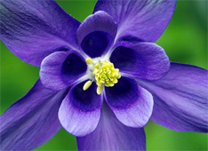 Flor con un eje de rotación de orden 5