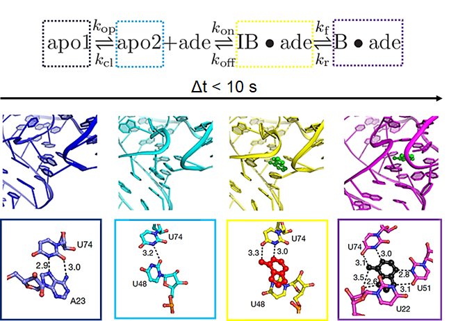 adenine-riboswitch