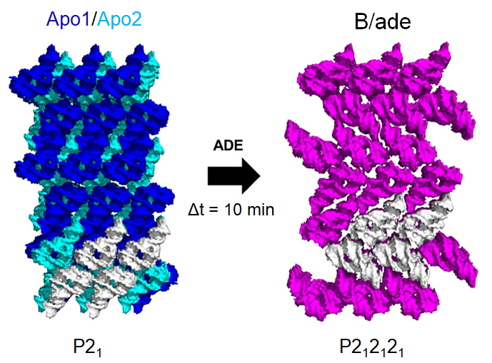 adenine-riboswitch