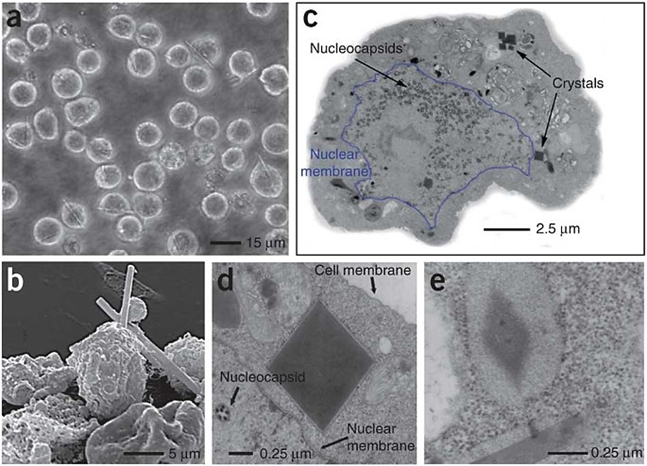 micrographs