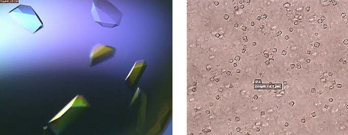 Taspase1 crystals